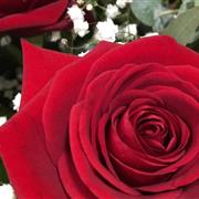 Simply a Dozen Red Roses