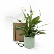 spathiphyllum plant in pot