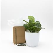 Fiddle Leaf Fig 