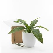 Fern 