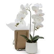 Orchid Plant 
