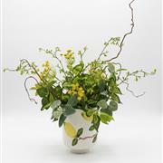Citrus vines 