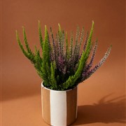 Heather in ceramic pot 